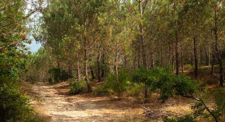 Forêt près de l'océan